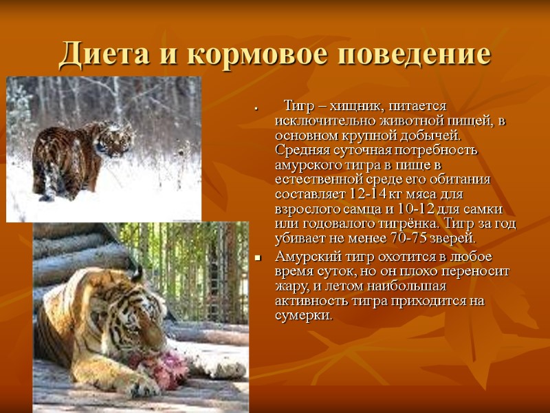Диета и кормовое поведение      Тигр – хищник, питается исключительно